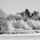 Winter im Schwenninger Moos