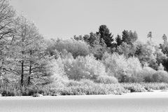 Winter im Schwenninger Moos