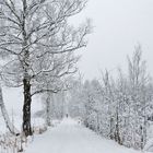 Winter im Schwenninger Moos