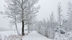 Winter im Schwenninger Moos