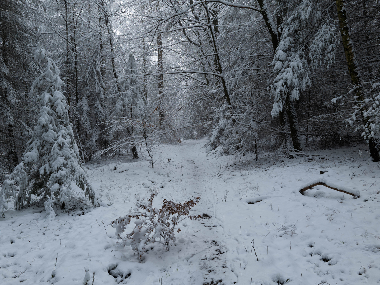 Winter im Siebengebirge