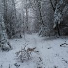 Winter im Siebengebirge