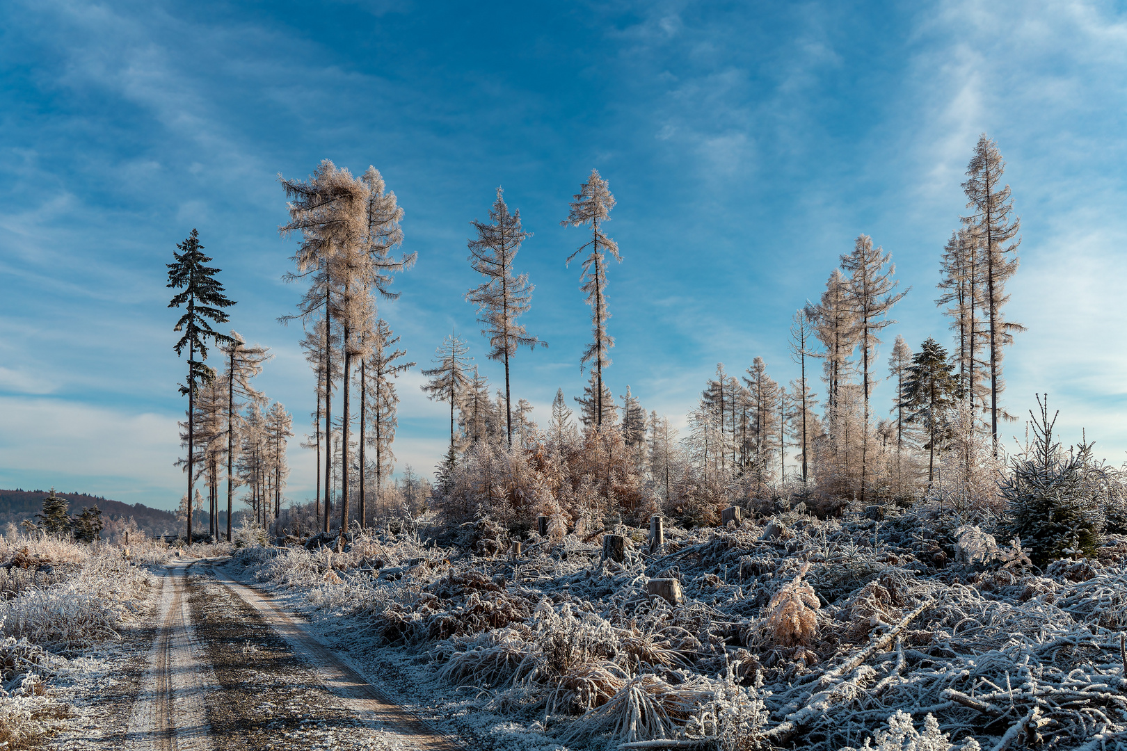 Winter im Solling