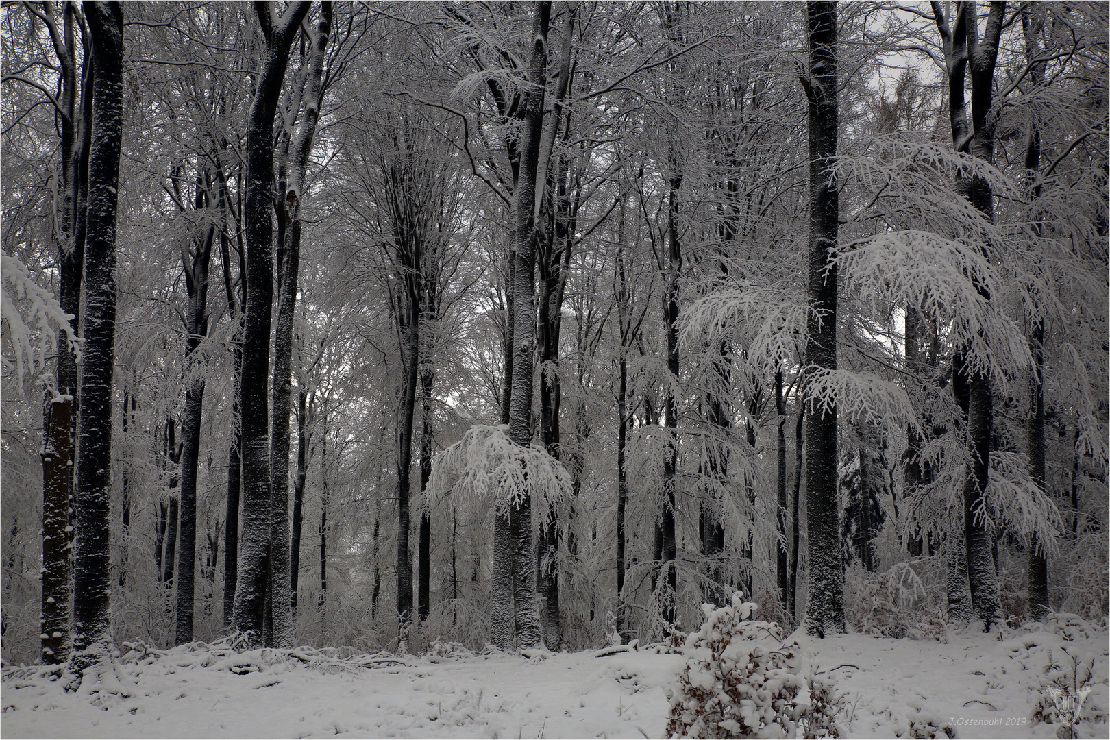 Winter im Spessart