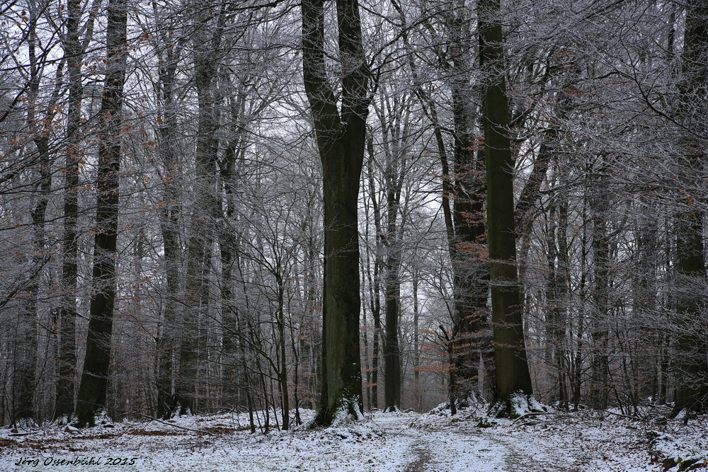 Winter im Spessart