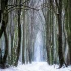 Winter im Speulderbos #2