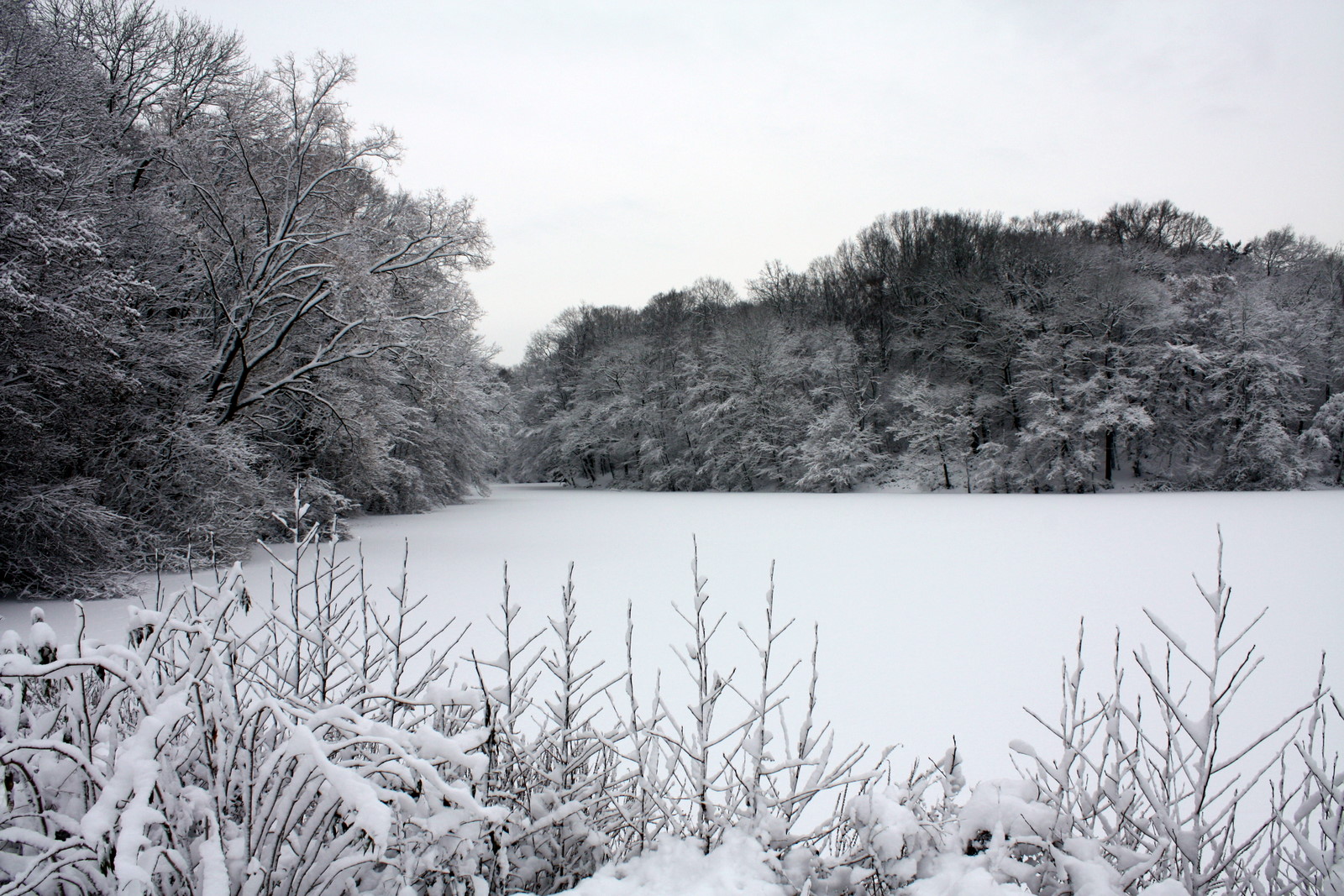 Winter im Stadtwald