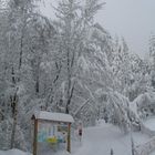Winter im Steinwald