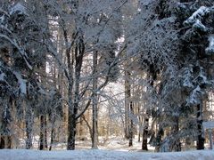 Winter im Steinwald