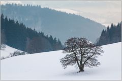 Winter im Südschwarzwald