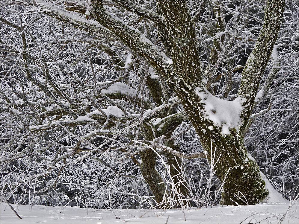 WINTER IM TAUNUS (3)