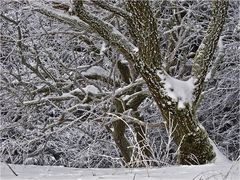 WINTER IM TAUNUS (3)