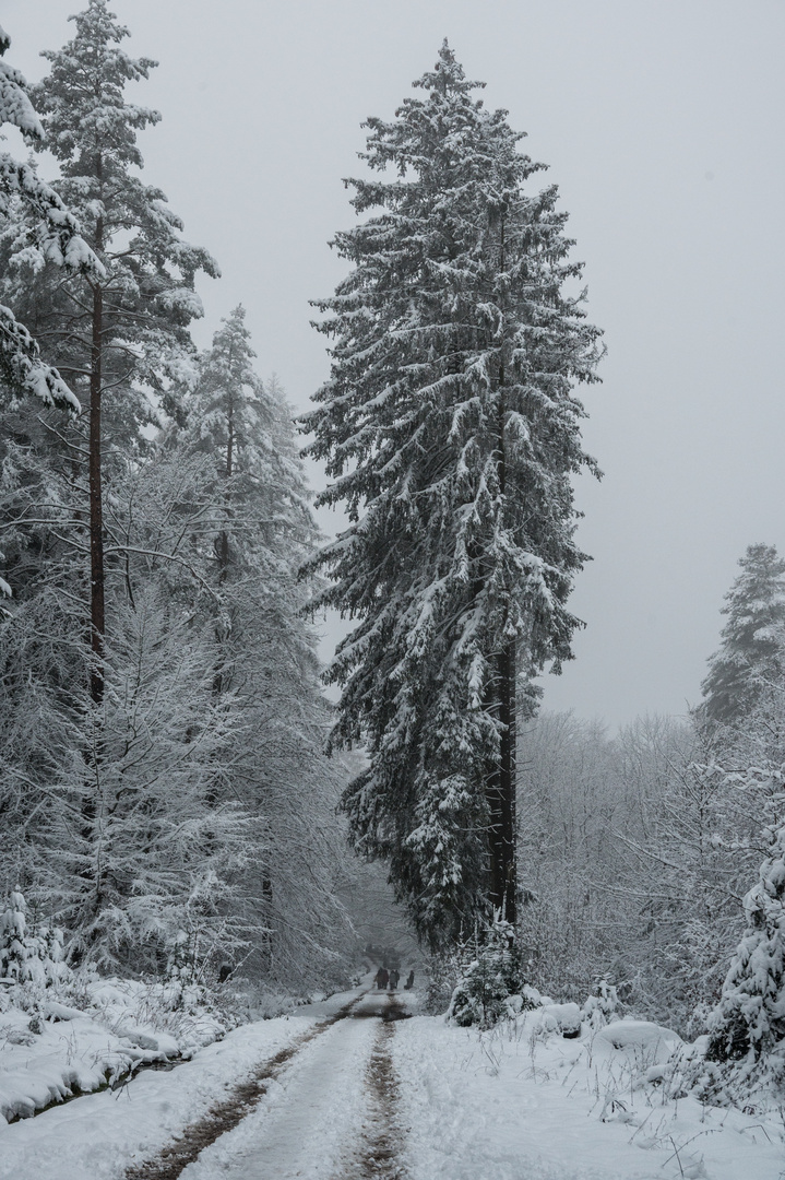 Winter im Taunus - 3