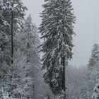 Winter im Taunus - 3