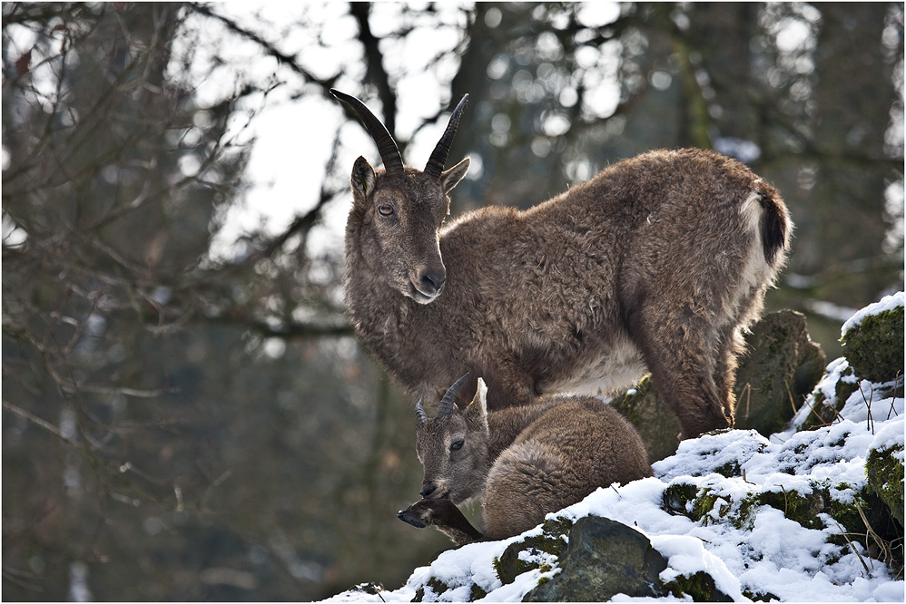 Winter im Taunus