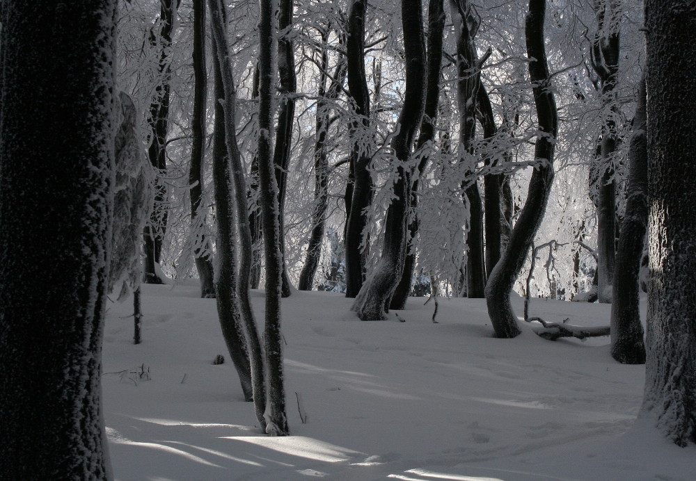 Winter im Taunus