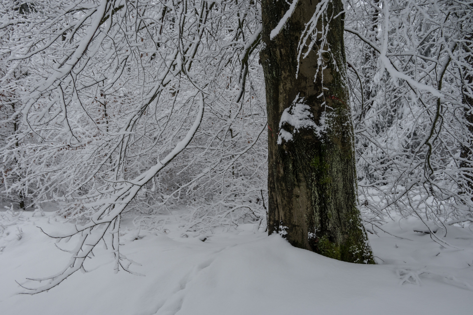 Winter im Taunus