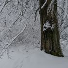 Winter im Taunus