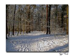 Winter im Tegeler Forst