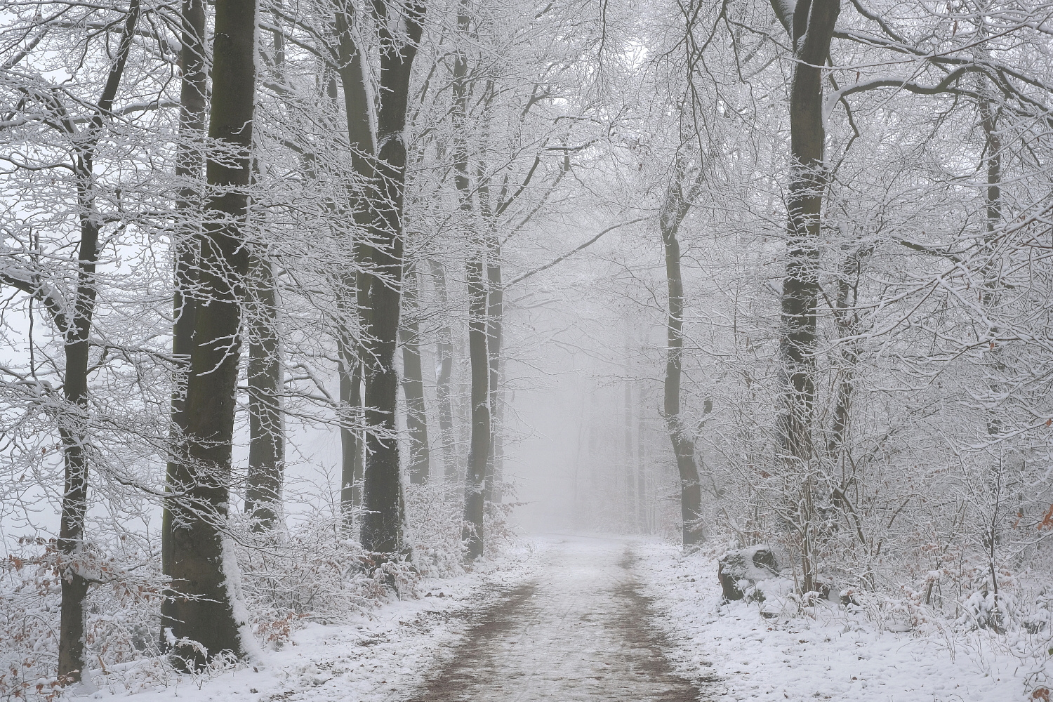 Winter im Teutoburger Wald