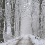 Winter im Teutoburger Wald