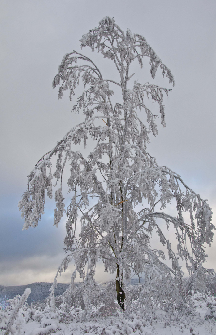 Winter im Thüringer Wald