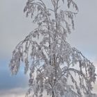 Winter im Thüringer Wald