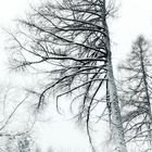 Winter im Thüringer Wald