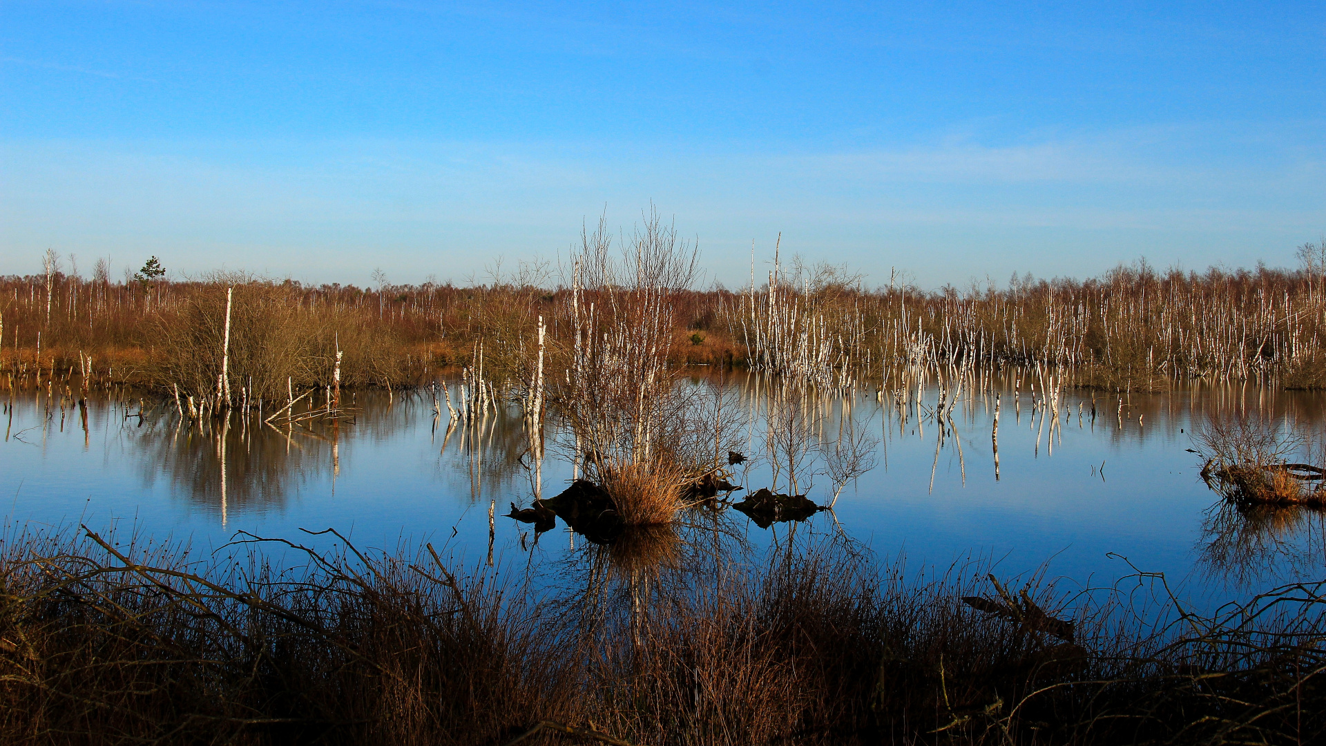 Winter im Toten Moor