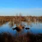 Winter im Toten Moor