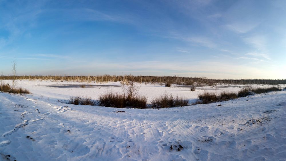 Winter im toten Moor beim Steinhuder Meer.