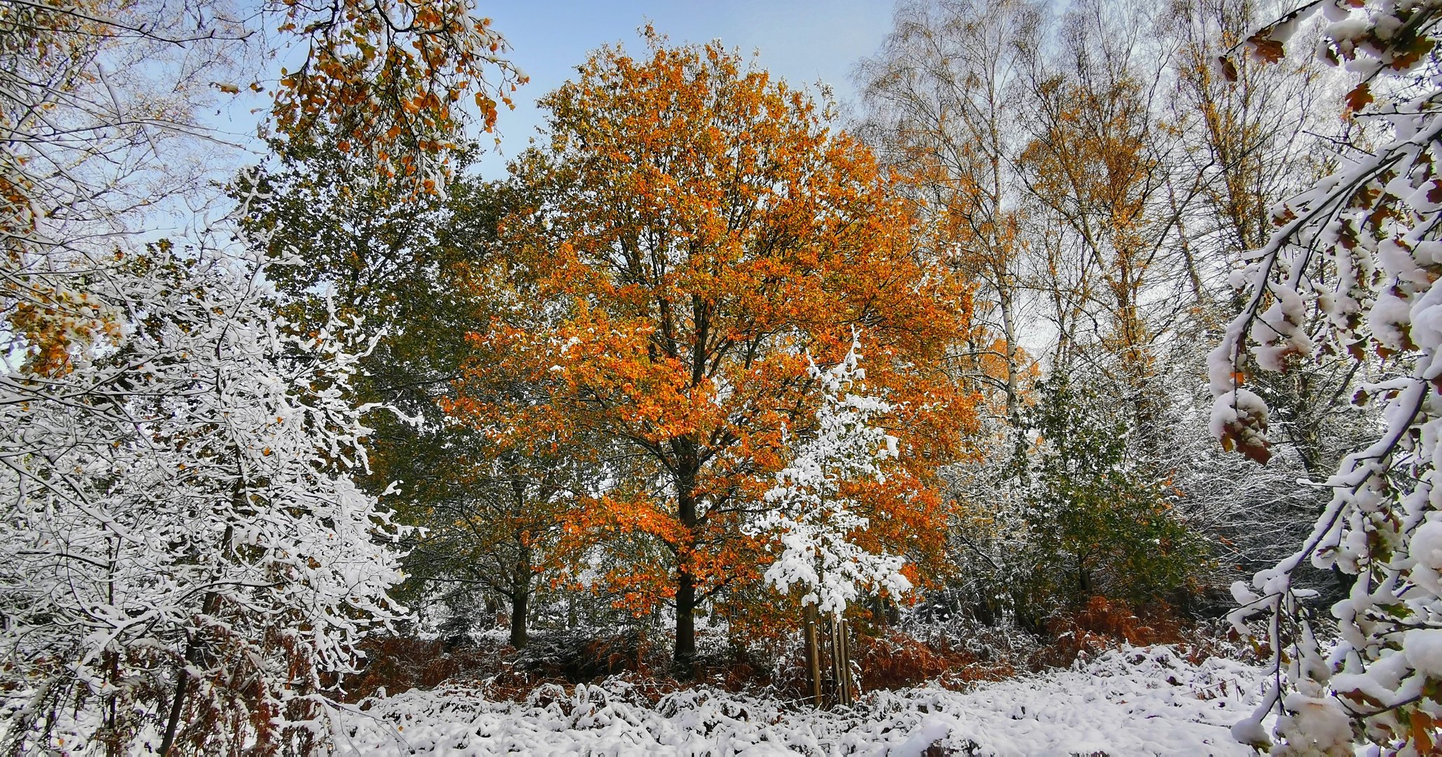 Winter im Urwald 