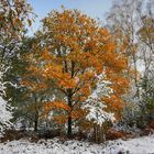 Winter im Urwald 