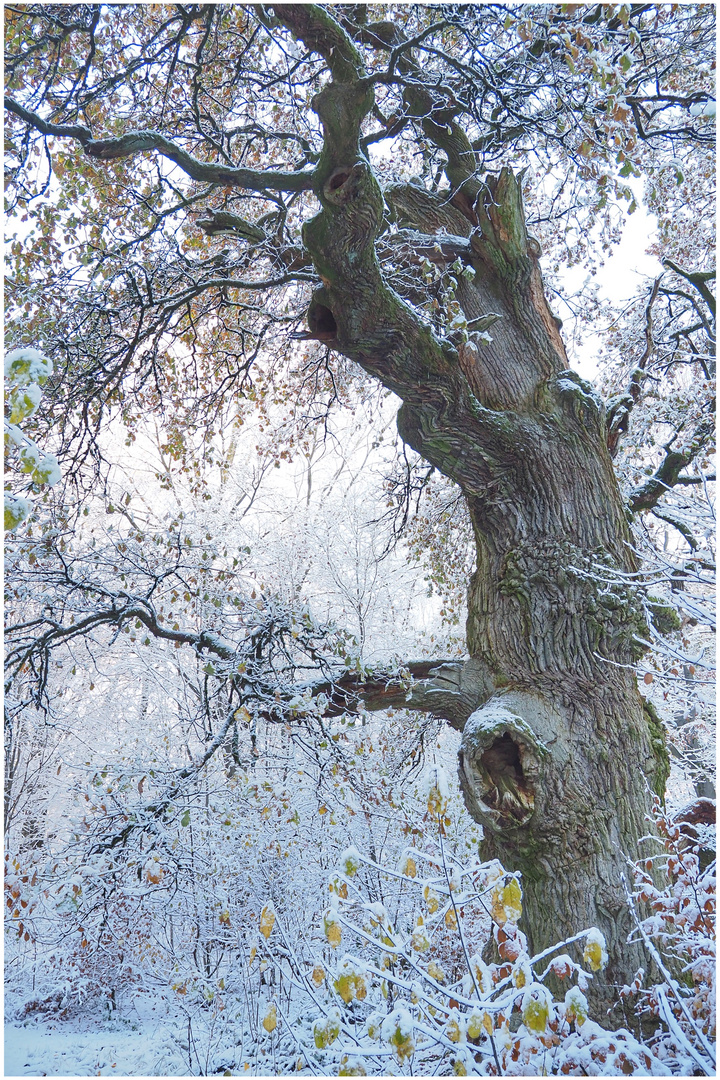 Winter im Urwald (I)