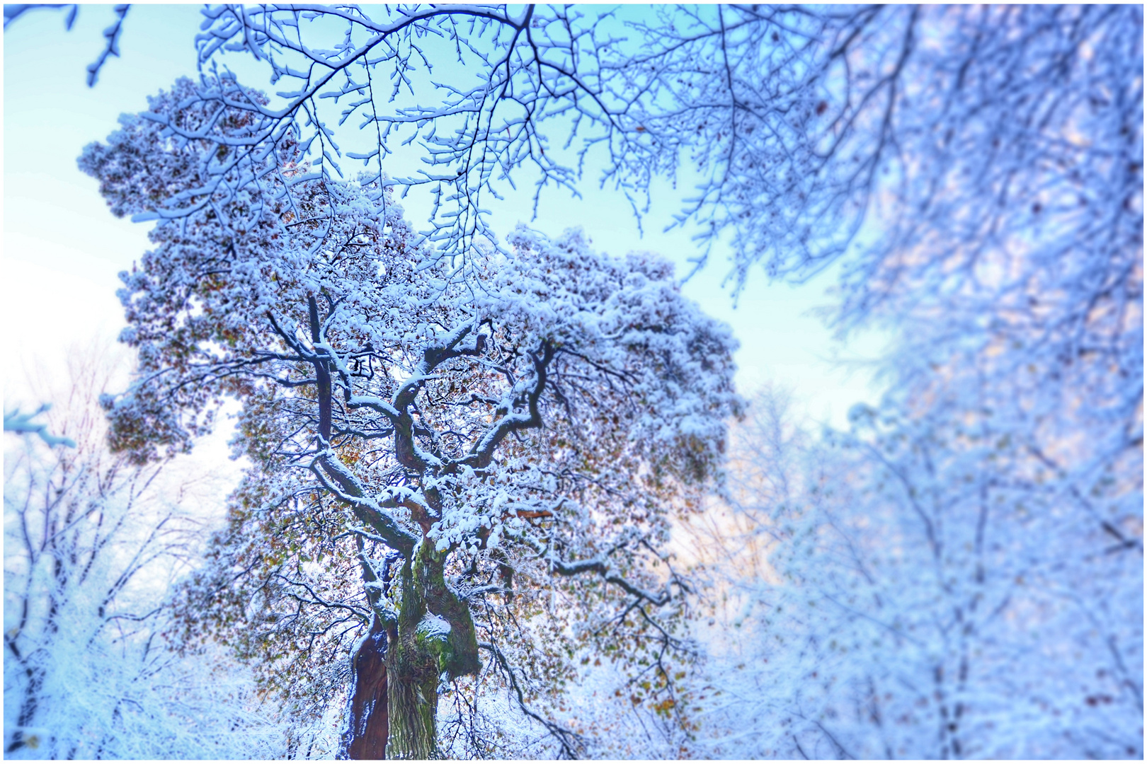 Winter im Urwald (II)