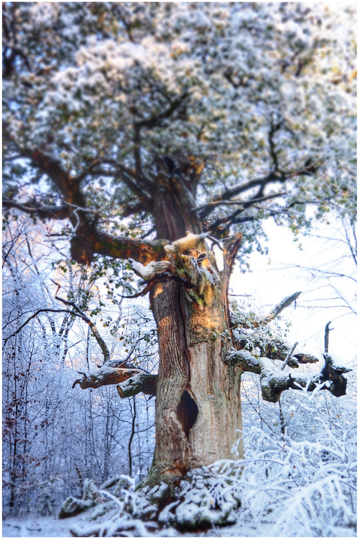 Winter im Urwald (IV)