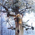 Winter im Urwald (IV)