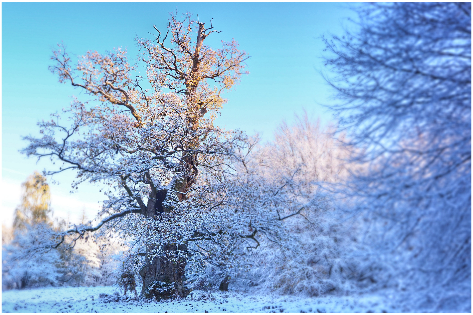 Winter im Urwald (V)