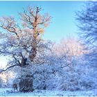 Winter im Urwald (V)