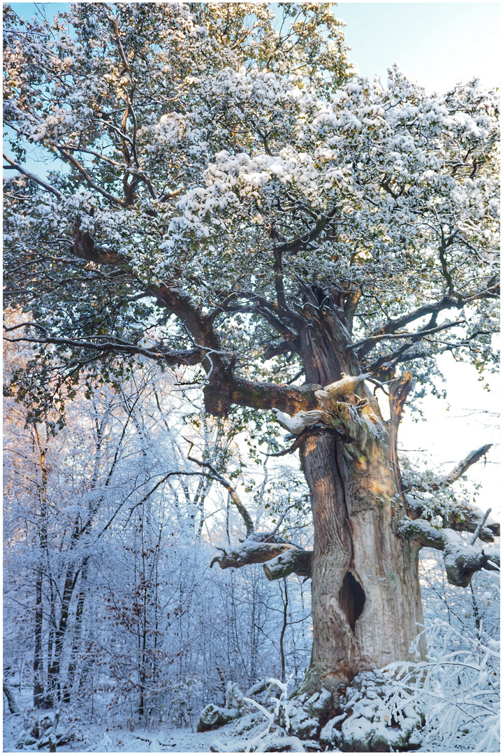 Winter im Urwald (VI)