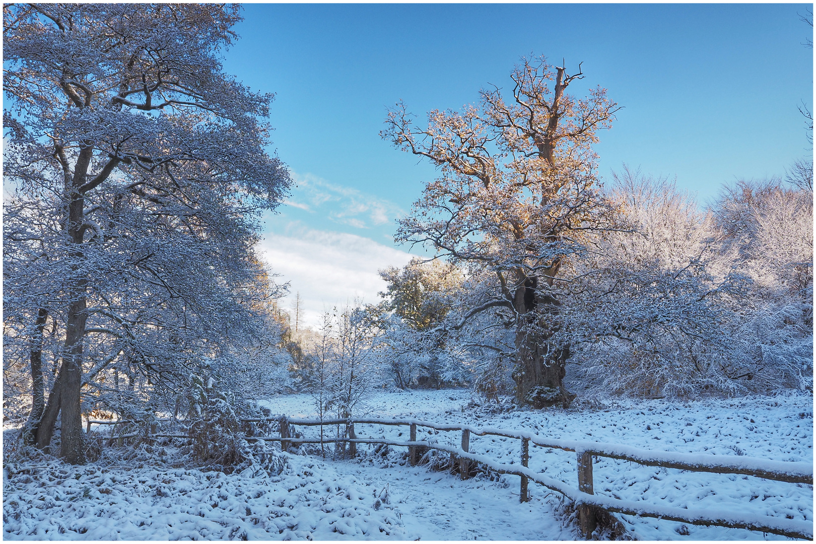 Winter im Urwald (VIII)