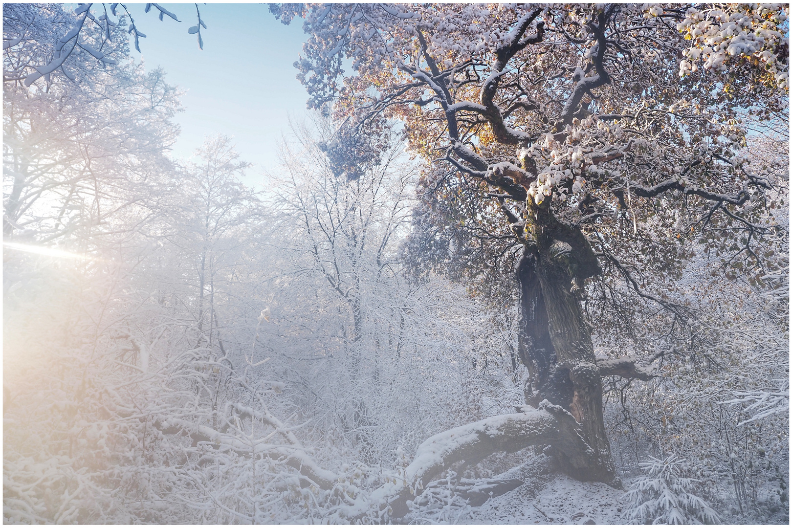 Winter im Urwald (X)