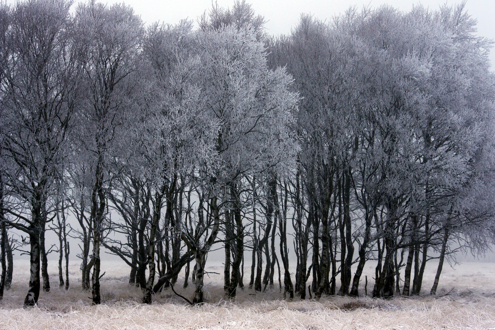 Winter im Venn