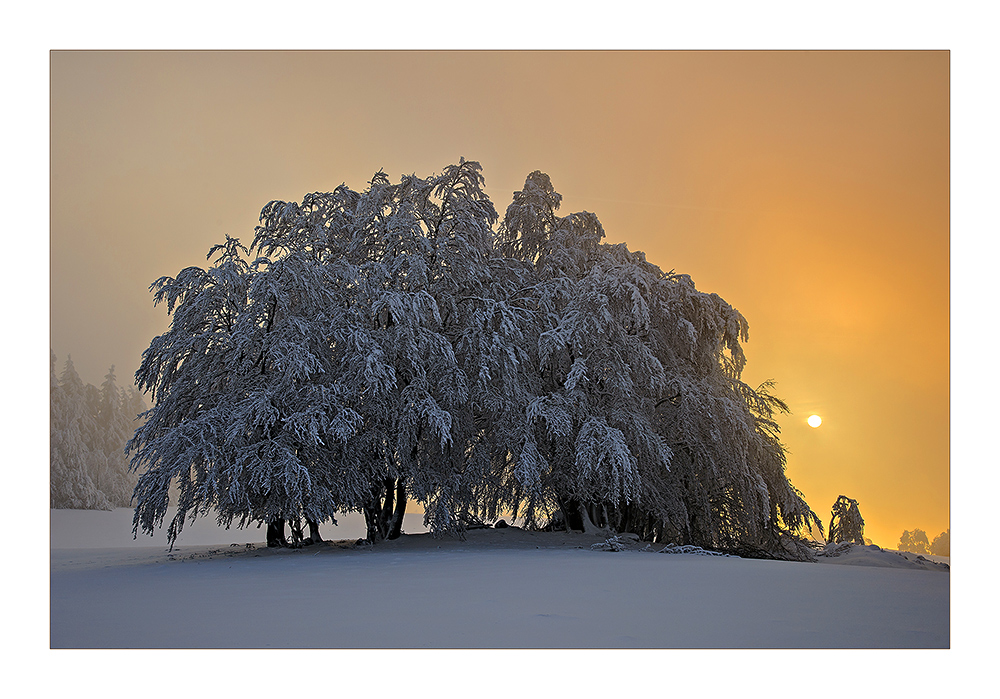 Winter im Vogelsberg 4