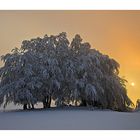 Winter im Vogelsberg 4