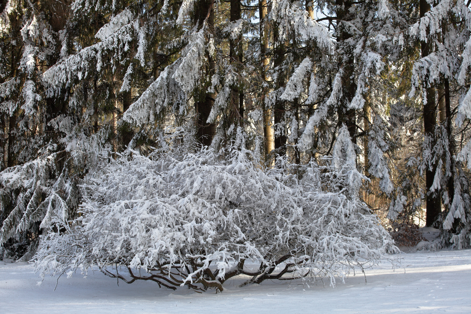 Winter im Vogelsberg