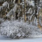 Winter im Vogelsberg