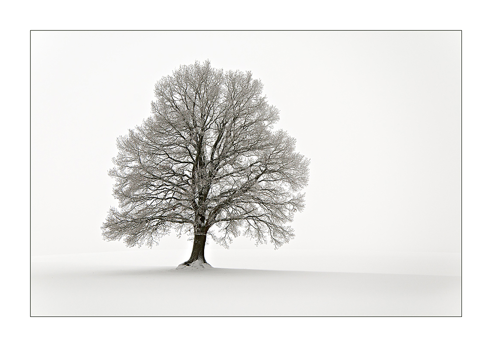 Winter im Vogelsberg II