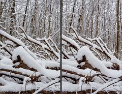 Winter im Wald