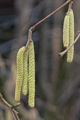 Winter im Wald